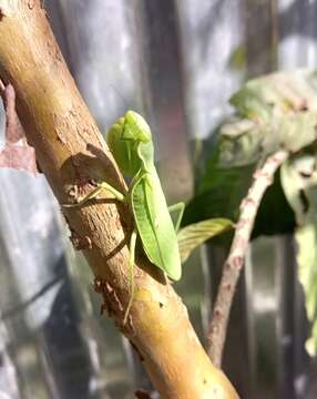 Image of African mantis