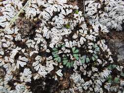 Imagem de Riccia albida Sull. ex Austin