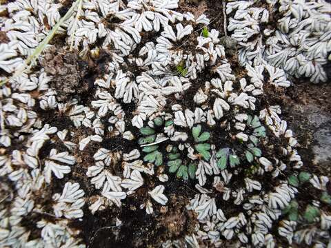 Image of Riccia albida Sull. ex Austin