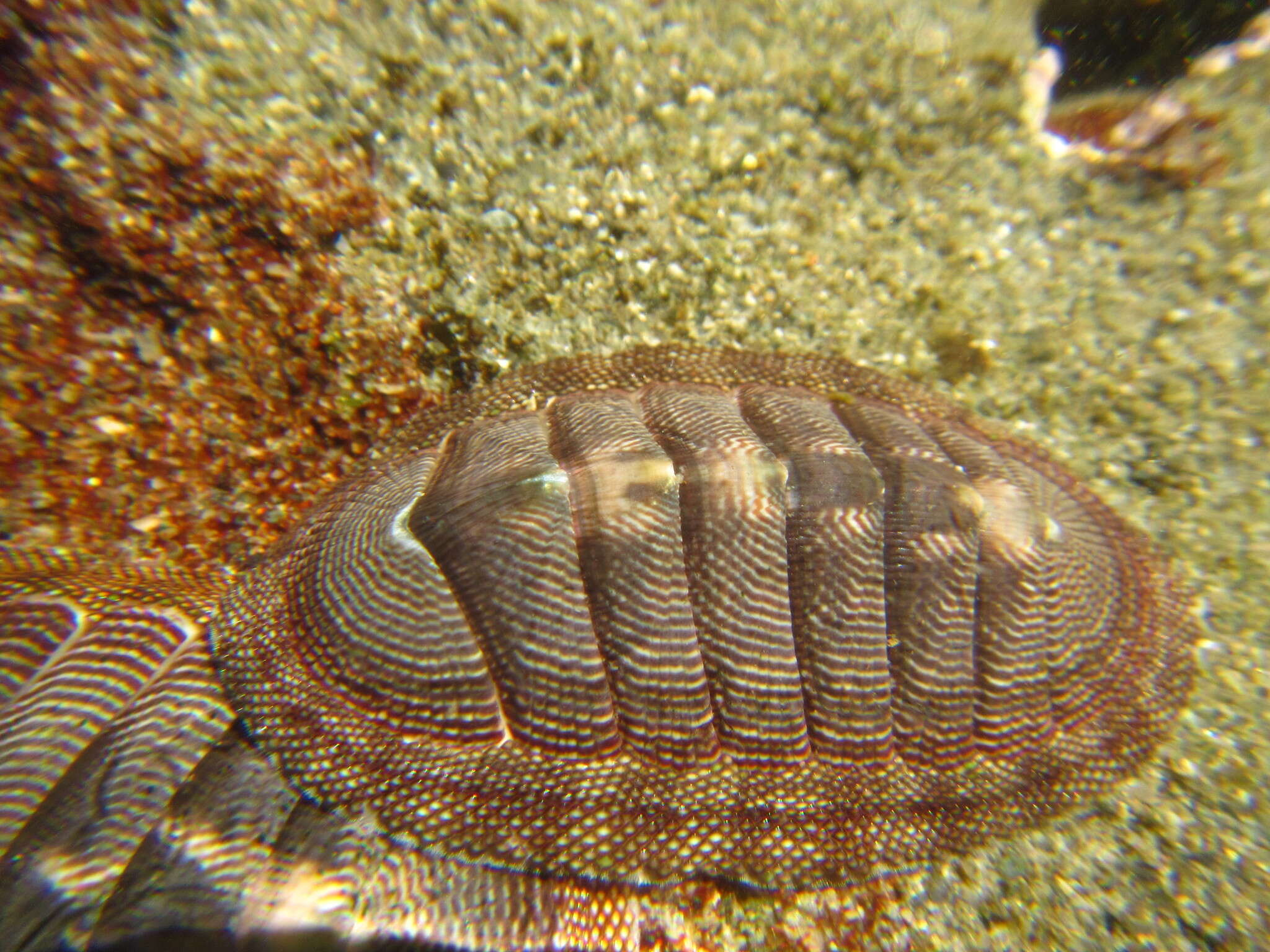 Image of Chiton cumingsii Frembly 1827