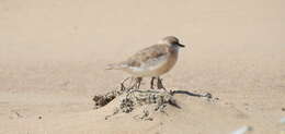 Sivun Charadrius marginatus mechowi (Cabanis 1884) kuva