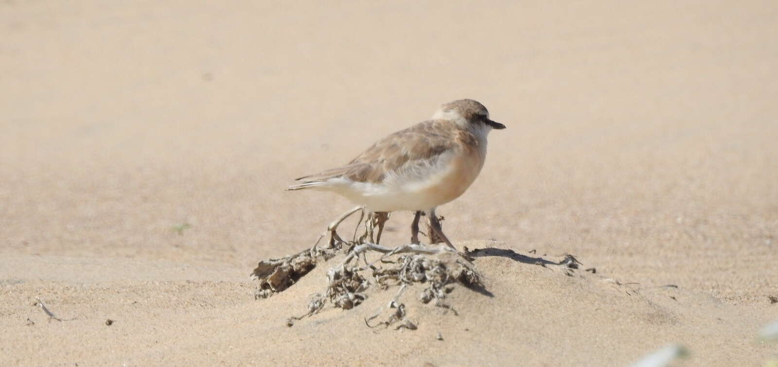 Sivun Charadrius marginatus mechowi (Cabanis 1884) kuva