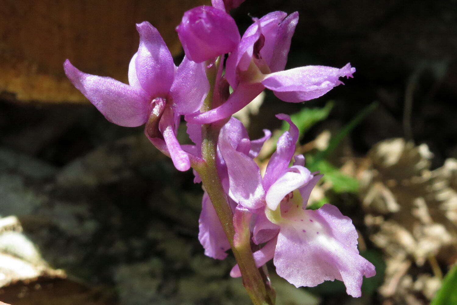 صورة Orchis loreziana Brügger