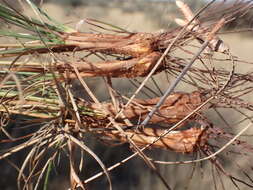 Image of Cyperus margaritaceus Vahl