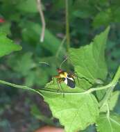 Image of Pale Red Bug