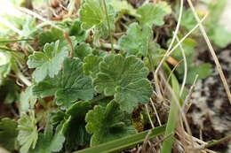 Imagem de Geranium brevicaule Hook.