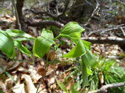 Polygonatum pubescens (Willd.) Pursh resmi