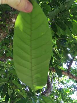 Sivun Dysoxylum pettigrewianum F. M. Bailey kuva