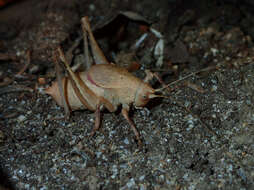 Image of Aglaothorax longipennis (Rentz, D. C. F. & Weissman 1981)