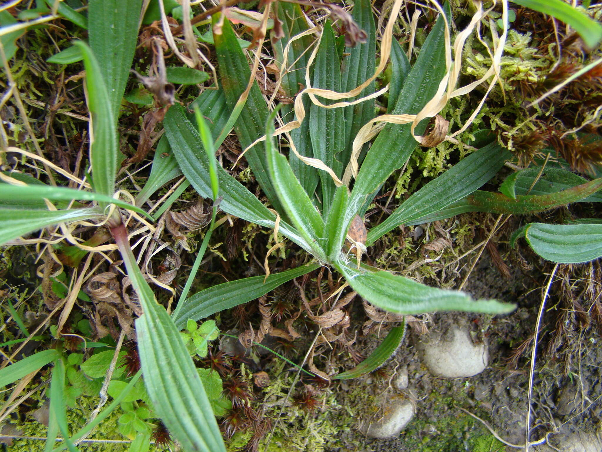 Image of Ribwort Plantain