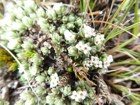 Image of Pimelea sericeovillosa Hook. fil.