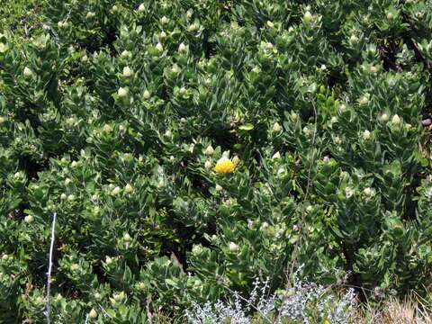 Image of Leucospermum conocarpodendron subsp. conocarpodendron