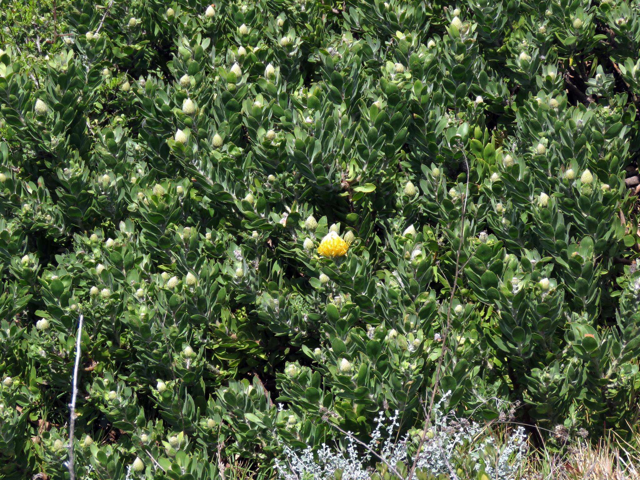 Image of Leucospermum conocarpodendron subsp. conocarpodendron