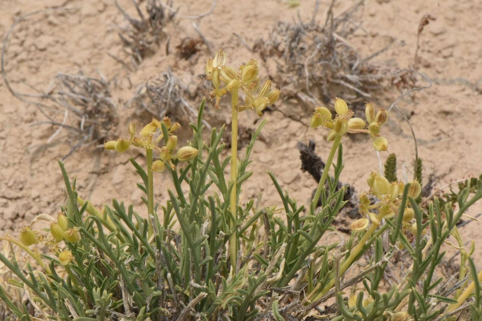 Imagem de Lomatium nuttallii (A. Gray) Macbr.