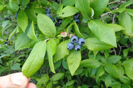 Image of Highbush blueberry