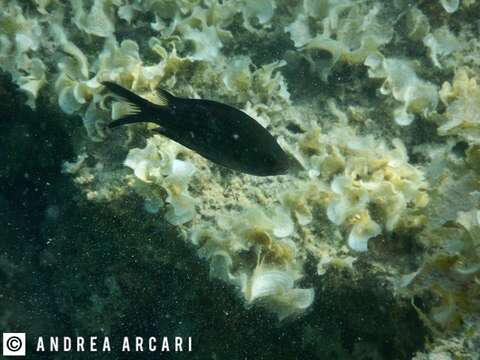 Image of Damsel fish