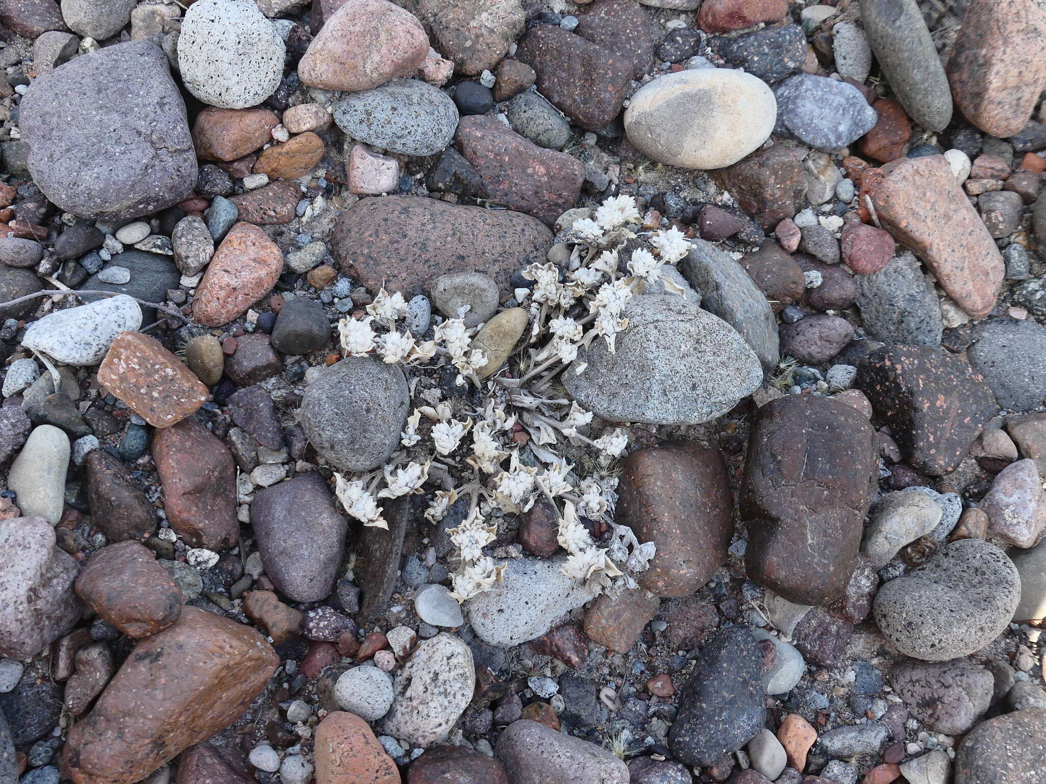 Image of Gomphrena mendocina (R. Phil.) R. E. Fries