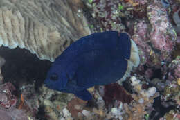 Image of Blue Velvet Angelfish