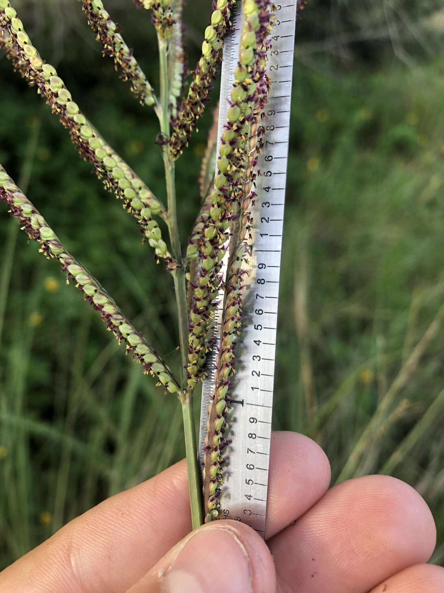 Image of Slender Ditch Crown Grass