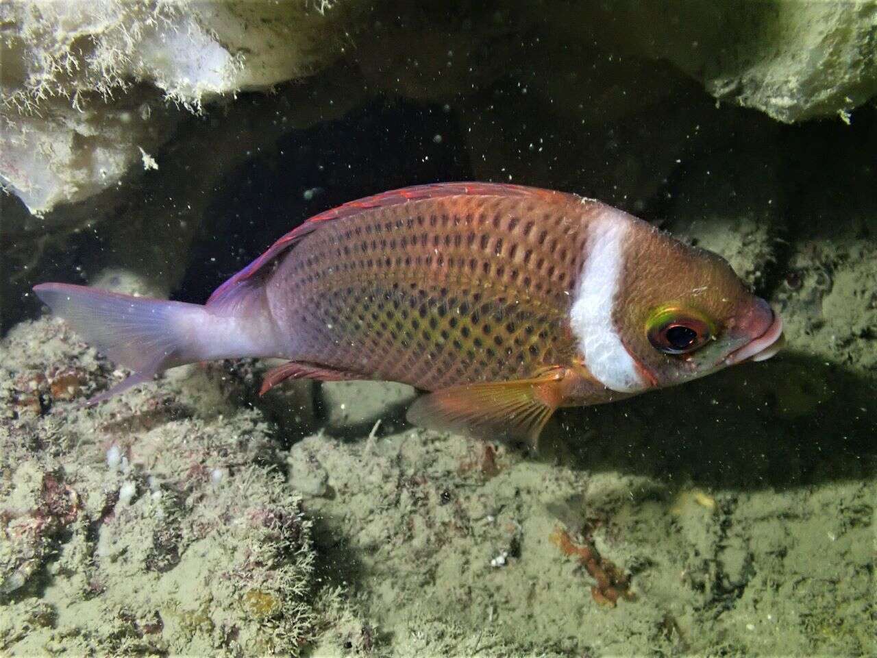 Image of Igcar monocle bream