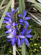 Cheiranthera alternifolia E. M. Bennett resmi