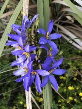 Image de Cheiranthera alternifolia E. M. Bennett