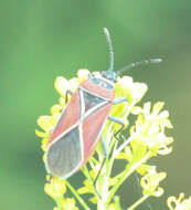 Image of Whitecrossed Seed Bug
