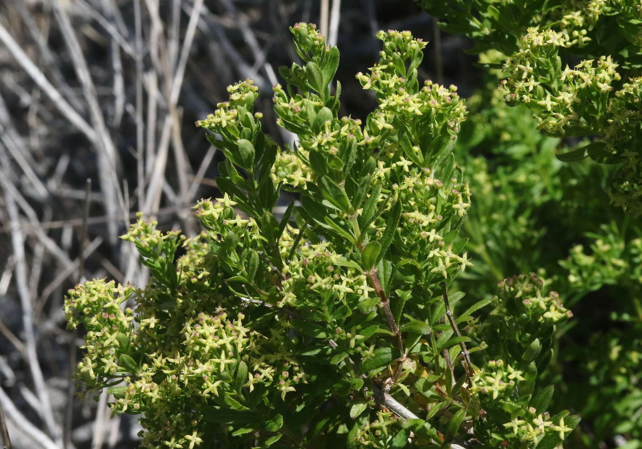 Image de Galium buxifolium Greene