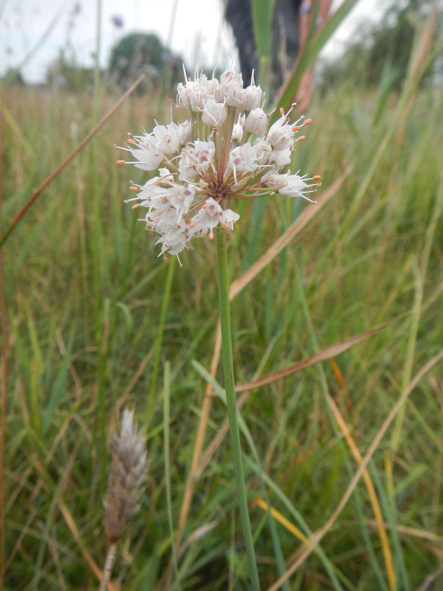 Слика од Allium suaveolens Jacq.