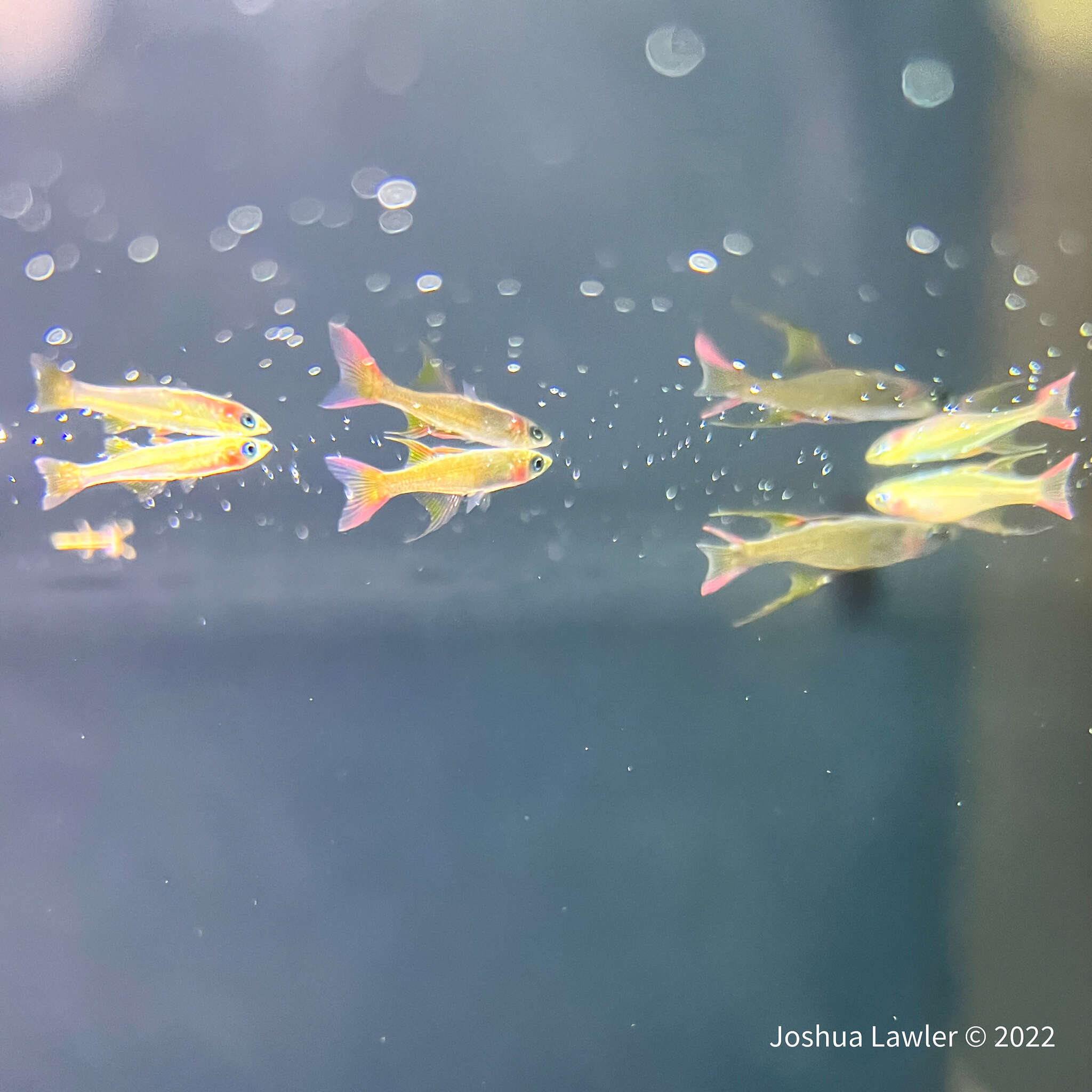 Image of Threadfin rainbowfish