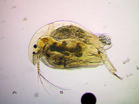 Image of common duck waterflea