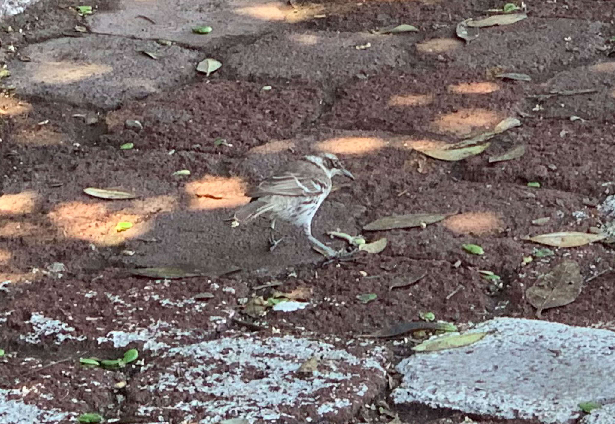 Image of Galapagos Mockingbird