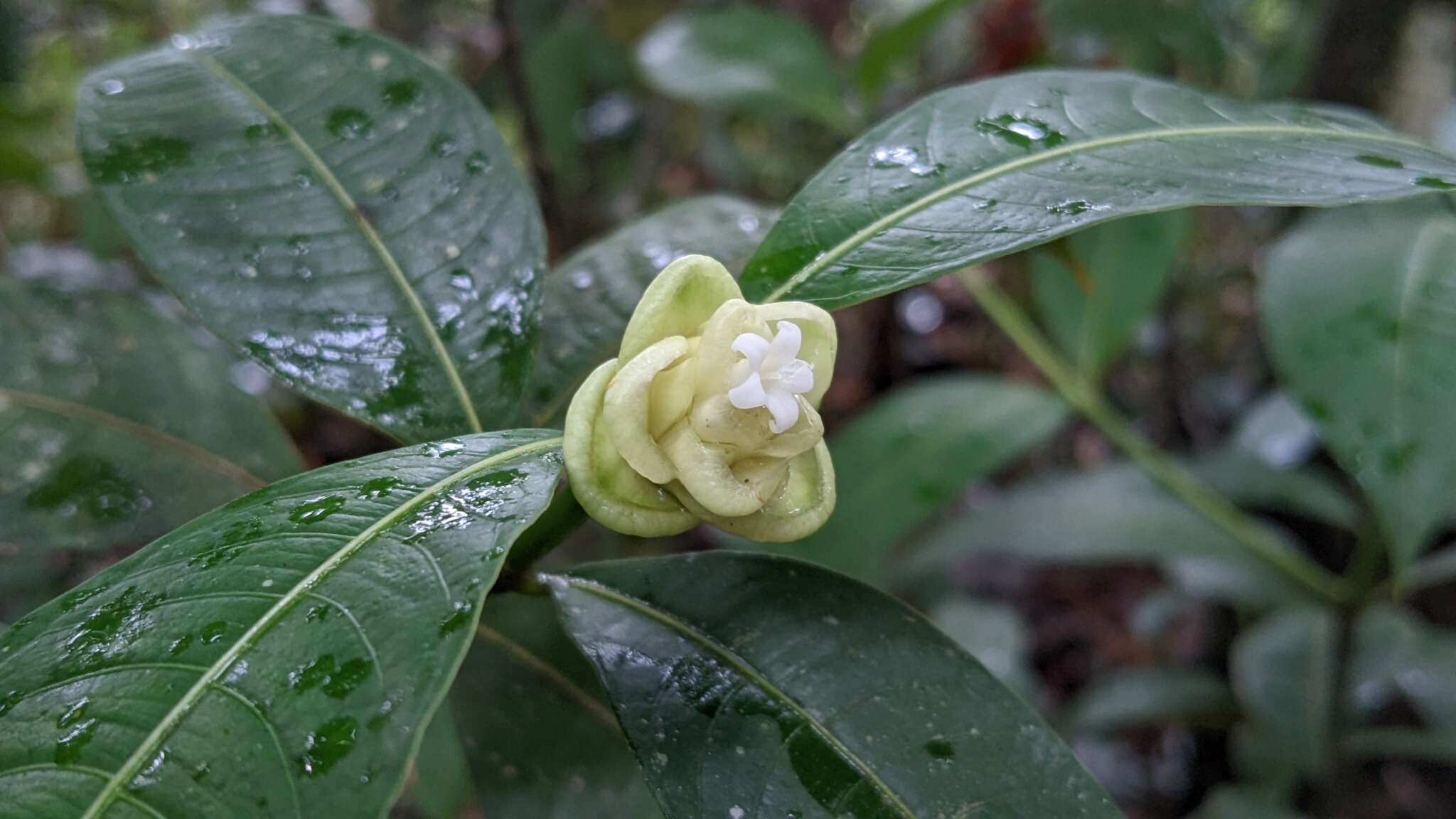 Image of Palicourea glomerulata (Donn. Sm.) Borhidi