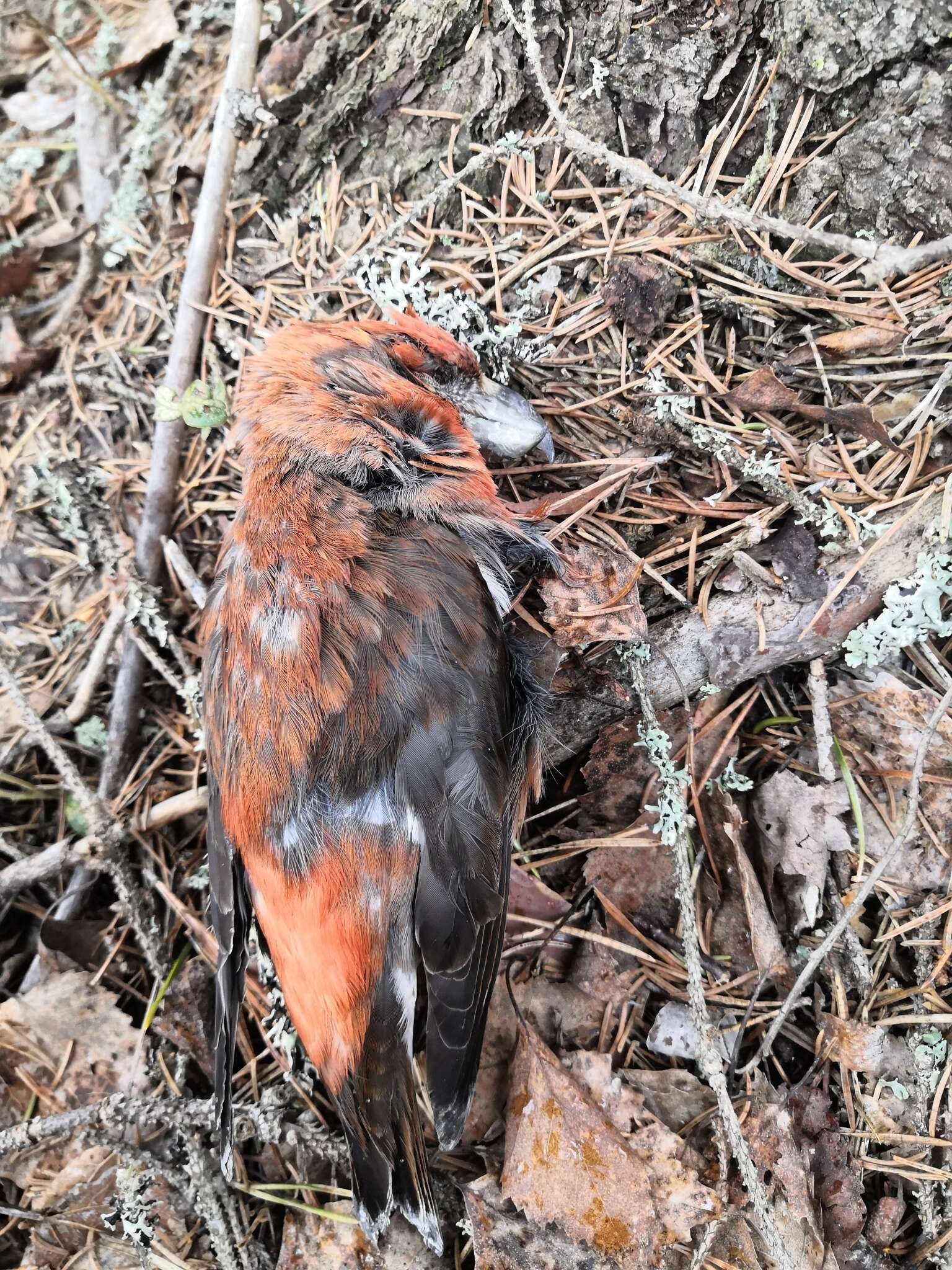 Image of Parrot Crossbill