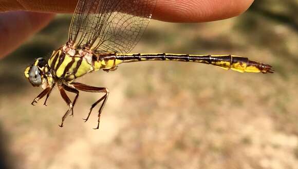 Image of Cypress Clubtail