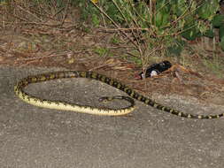 Image of Chicken Snake