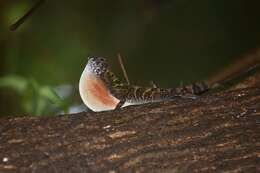 Image of Bueycito Anole