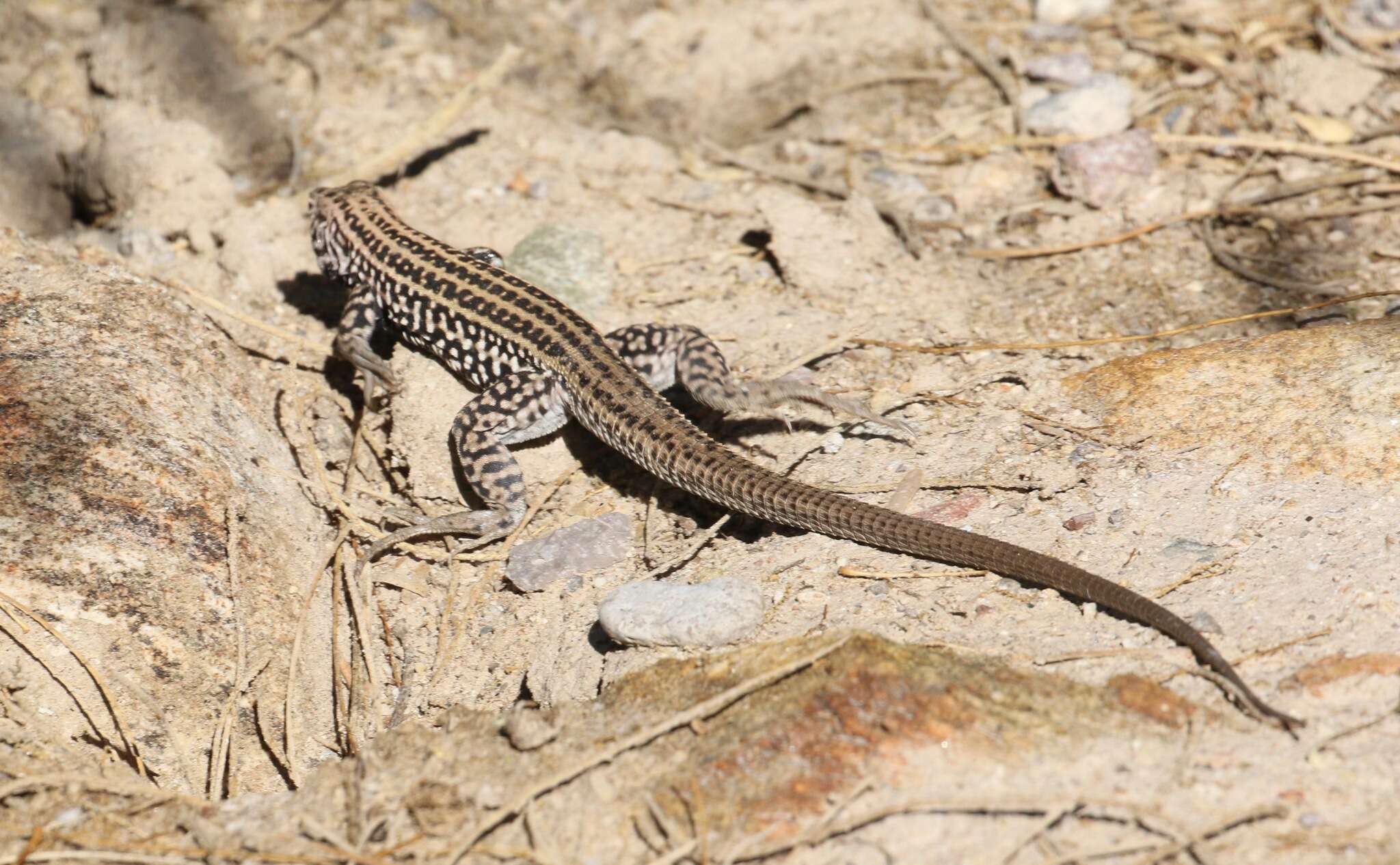 Image of Aspidoscelis tigris punctilinealis (Dickerson 1919)