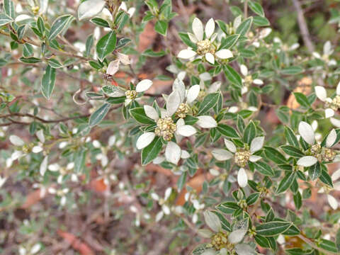 Image of Spyridium spathulatum F. Müll. ex Benth.