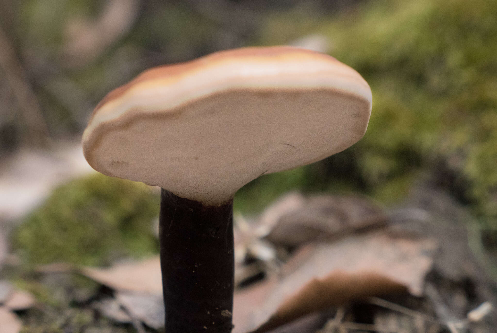 Image of lingzhi mushroom