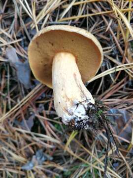 Image of Suillus variegatus (Sw.) Richon & Roze 1888