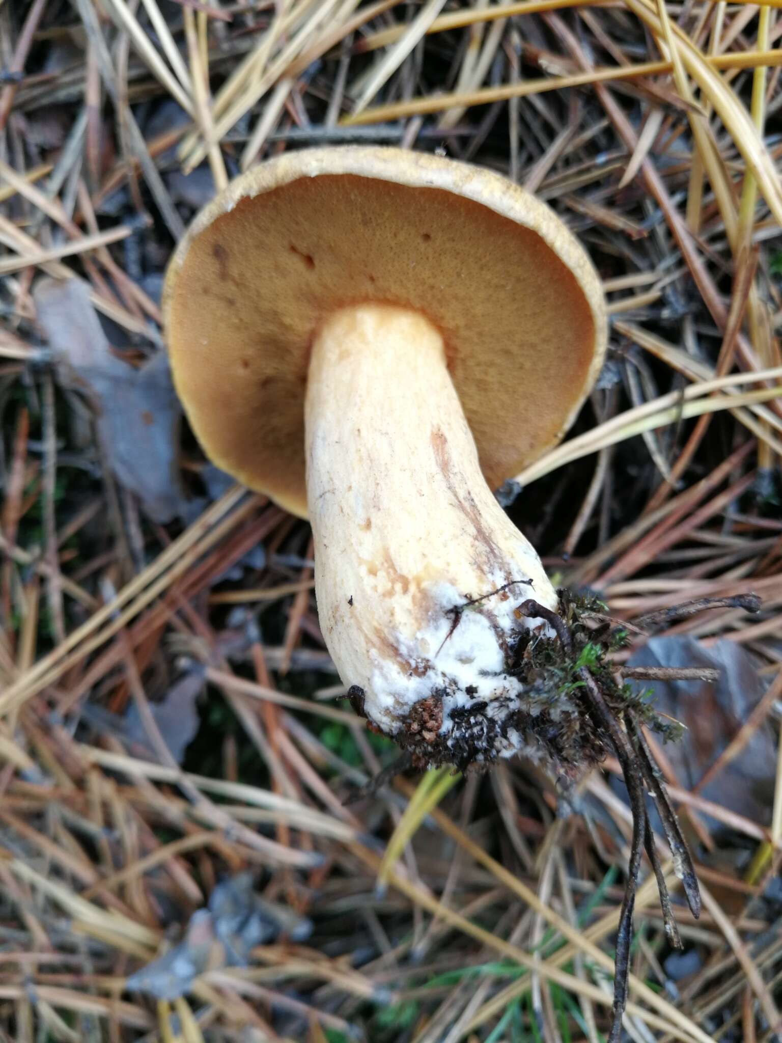 Image of Suillus variegatus (Sw.) Richon & Roze 1888