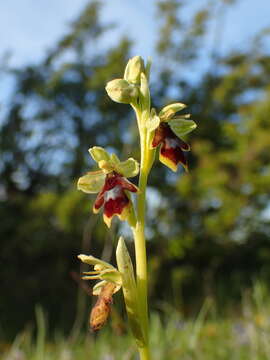 Image of Ophrys insectifera subsp. aymoninii Breistr.