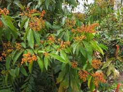 Plancia ëd Miconia longifolia (Aubl.) DC.