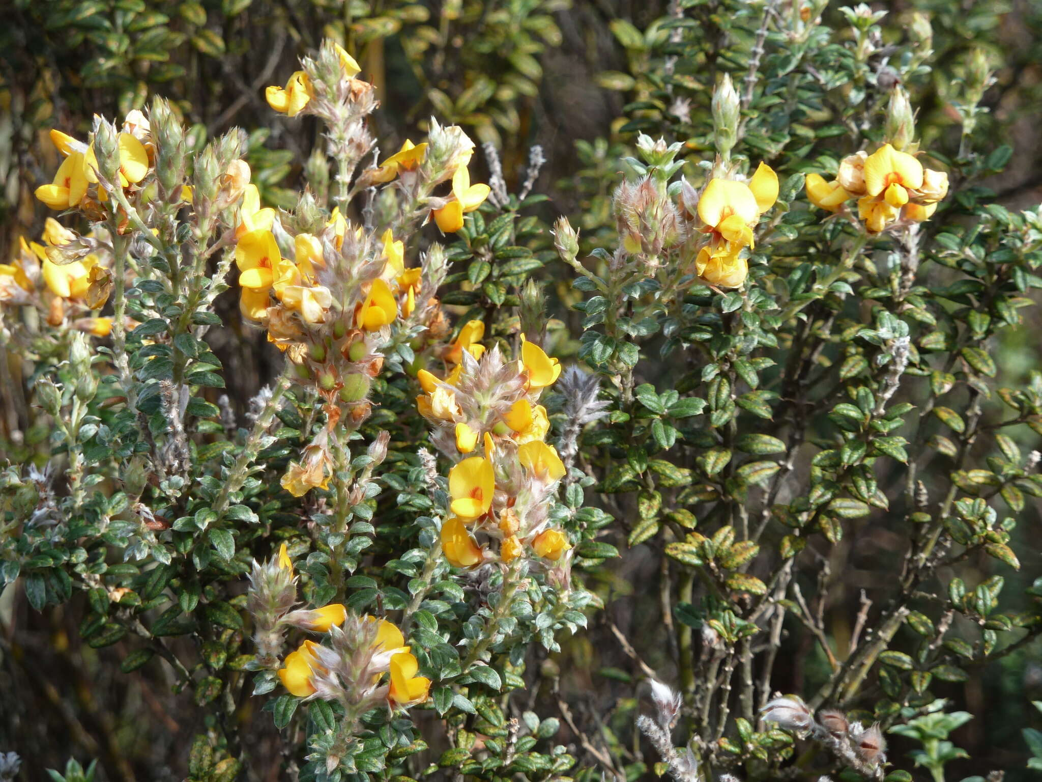 Image of Oxylobium ellipticum (Vent.) R. Br.