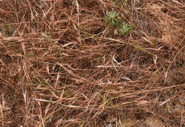 Sivun Schizachyrium fragile (R. Br.) A. Camus kuva