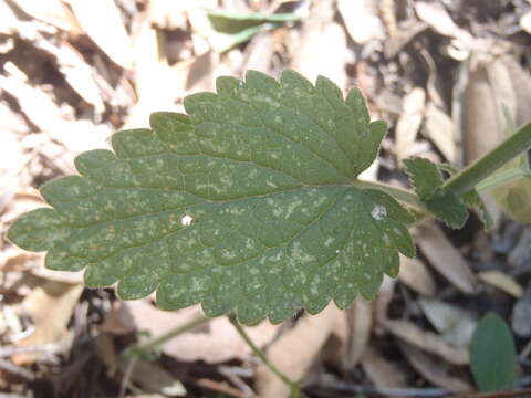 Stachys coccinea Ortega resmi