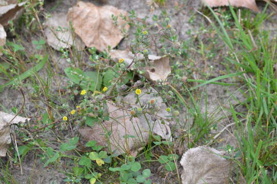 Image of Small Fleabane