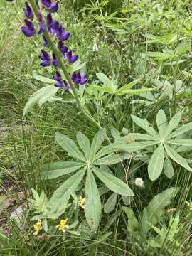 Image of largeleaf lupine