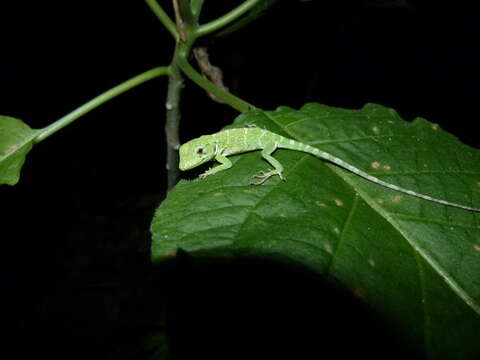 Image of Dominican giant anole